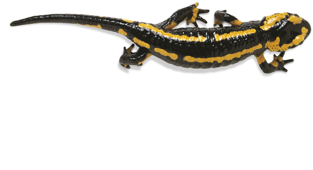 Salamander Photos Transparent PNG Image