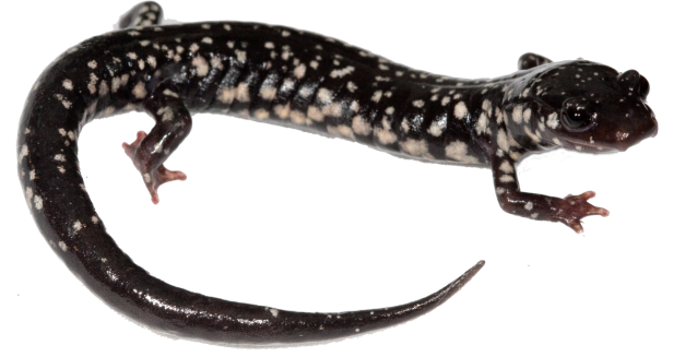 Salamander File Transparent PNG Image