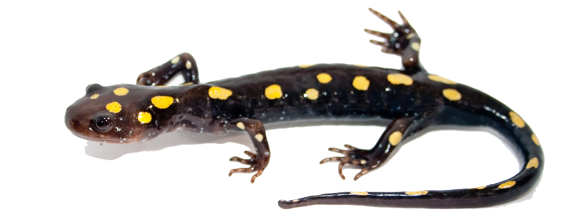 Salamander Image Transparent PNG Image