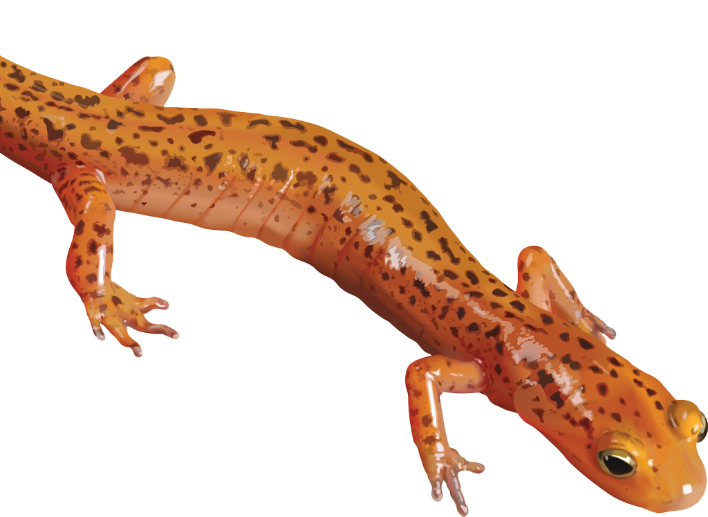 Salamander Clipart Transparent PNG Image