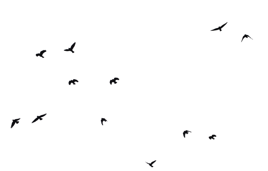 Ocean Birds Free Download PNG HD Transparent PNG Image