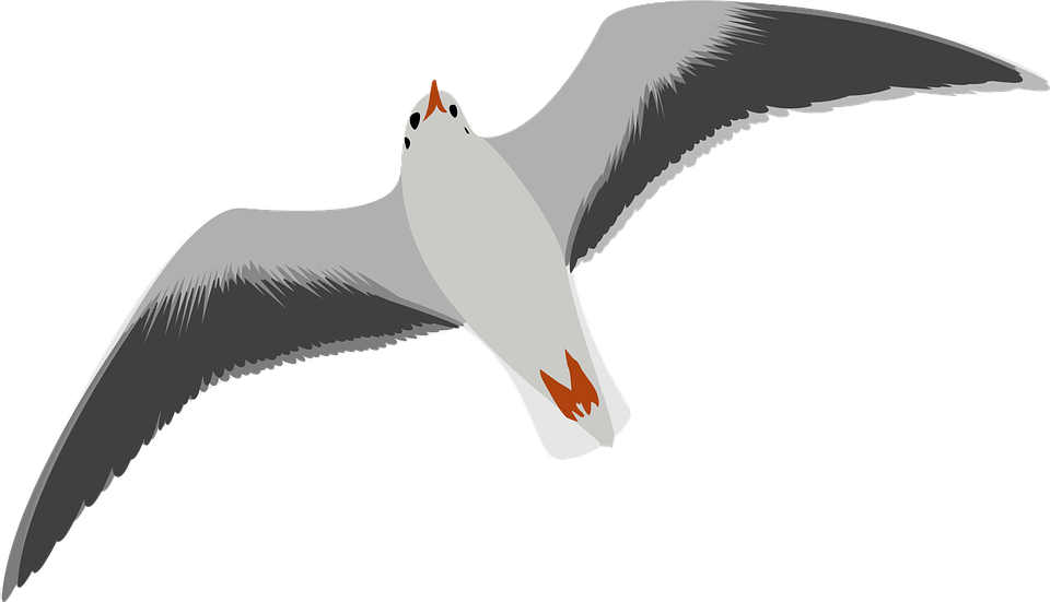 Ocean Birds HD Download HQ PNG Transparent PNG Image