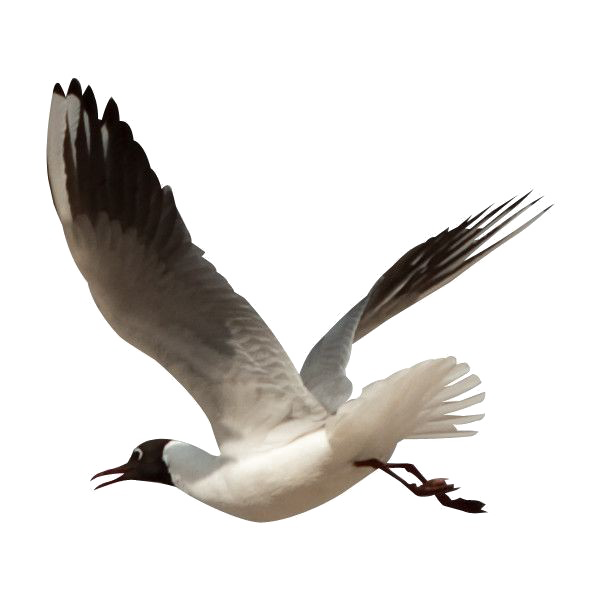 Ocean Birds PNG Image High Quality Transparent PNG Image