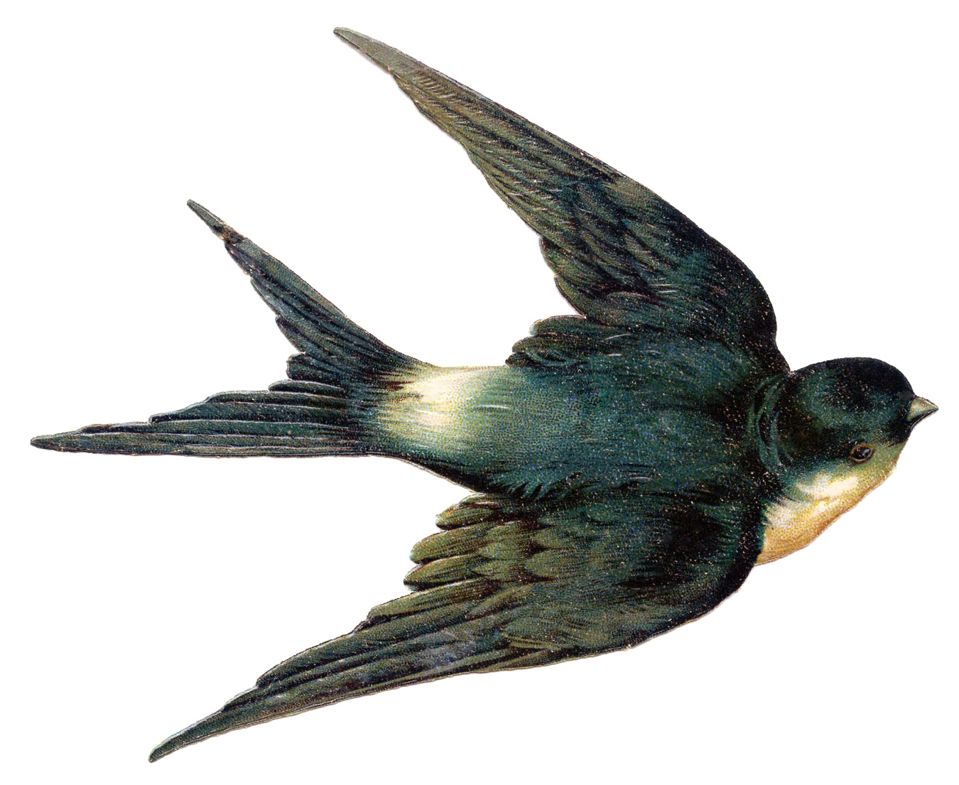 Fairy Bird HD PNG Download Free Transparent PNG Image