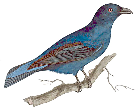 Fairy Bird Image PNG Free Photo Transparent PNG Image