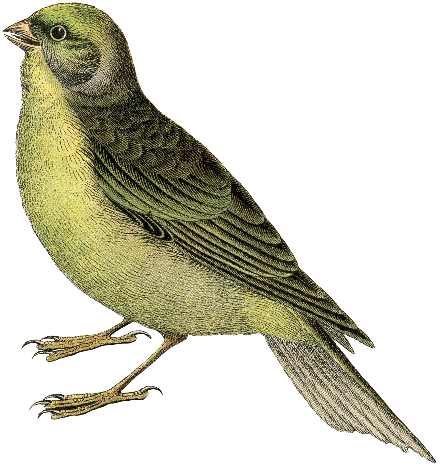 Fairy Bird Free PNG HQ Transparent PNG Image