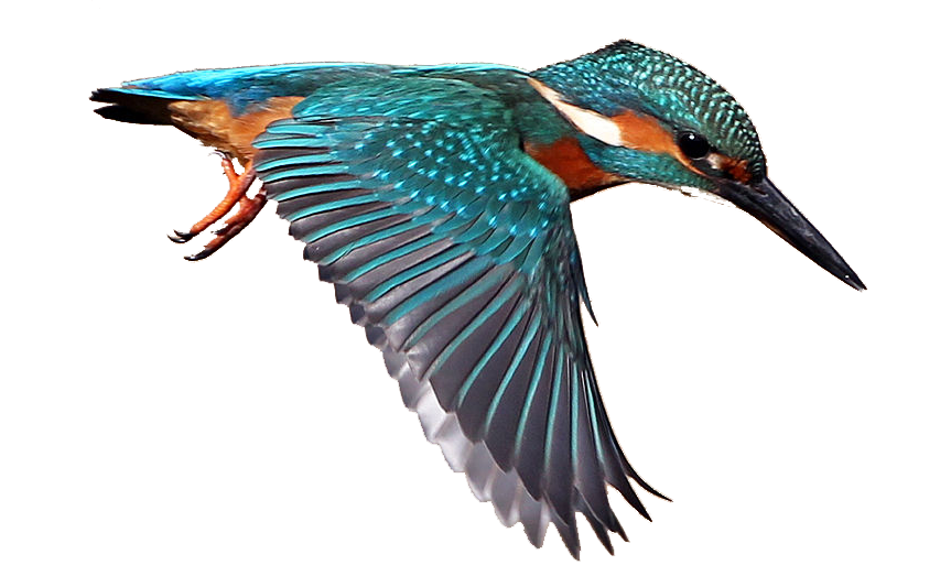 Kingfisher Download Free Image Transparent PNG Image