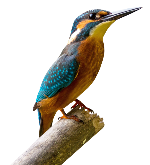 Kingfisher Download Image Free Download PNG HD Transparent PNG Image