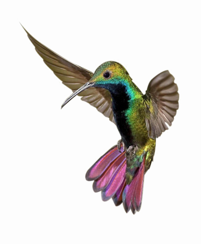 Kingfisher Free PNG HQ Transparent PNG Image