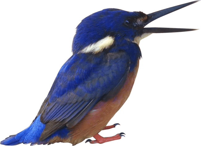 Kingfisher Free Download PNG HQ Transparent PNG Image