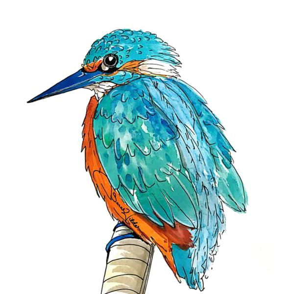 Kingfisher Picture HQ Image Free PNG Transparent PNG Image