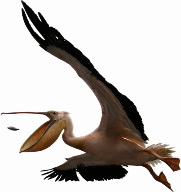 Pelican Free Download Image Transparent PNG Image