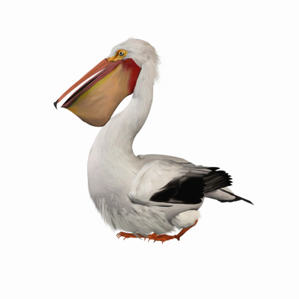 Pelican Image Free Download PNG HD Transparent PNG Image