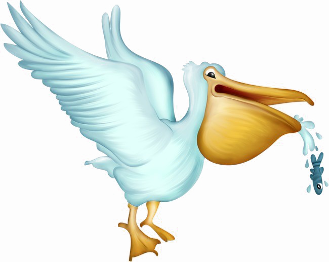 Pelican Photos Free Download Image Transparent PNG Image