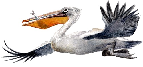 Pelican Picture Free Download Image Transparent PNG Image