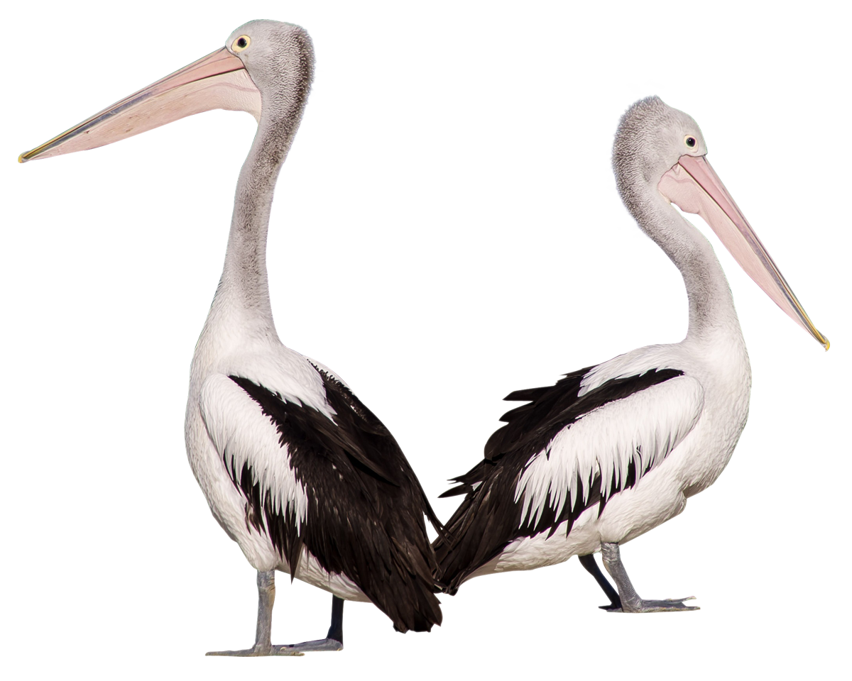 Pelican Free Clipart HD Transparent PNG Image