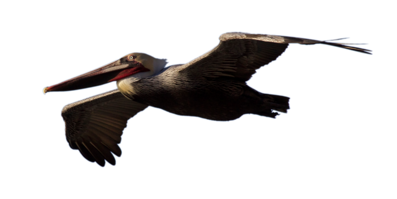 Pelican Image Download Free Image Transparent PNG Image