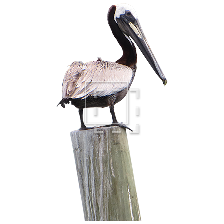 Pelican PNG Image High Quality Transparent PNG Image