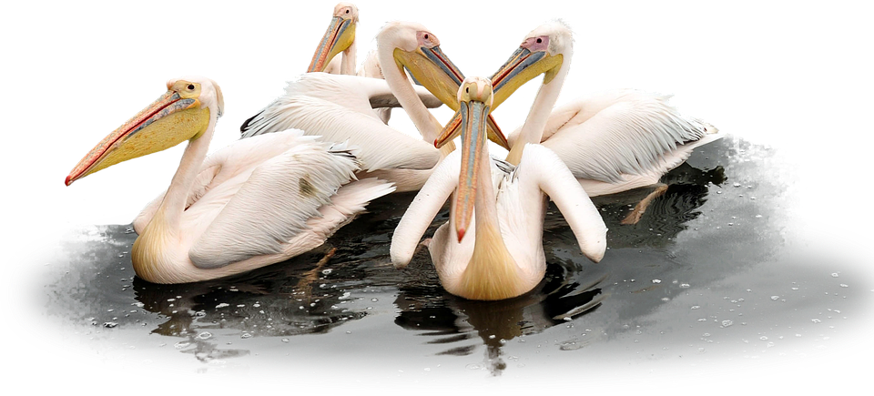 Pelican Picture HD Image Free PNG Transparent PNG Image