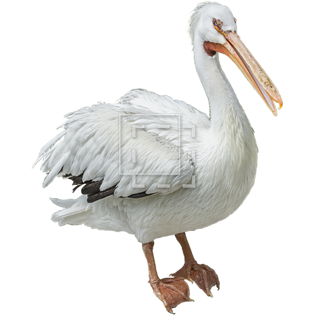 Pelican Download Free Image Transparent PNG Image