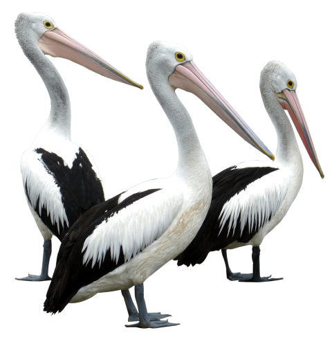 Pelican Images Free Photo PNG Transparent PNG Image