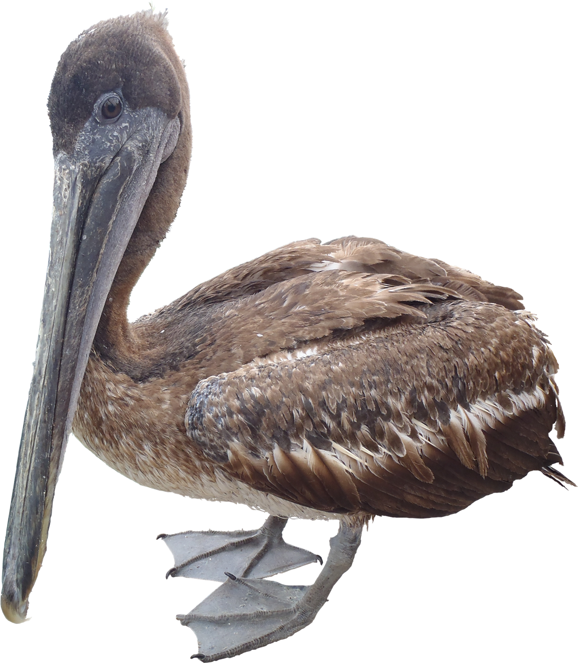 Pelican Download HD Image Free PNG Transparent PNG Image