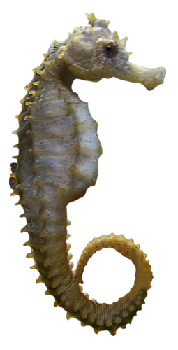 Seahorse Free Png Image Transparent PNG Image