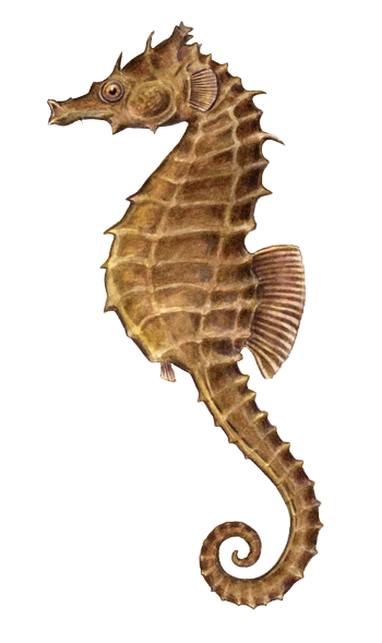 Seahorse Png Image Transparent PNG Image