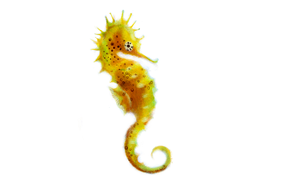 Seahorse Png Picture Transparent PNG Image