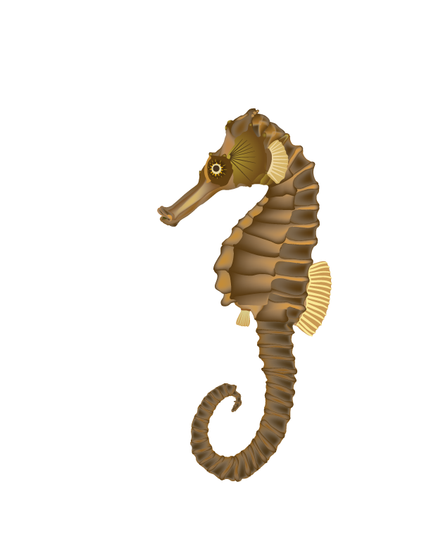 Seahorse Transparent Transparent PNG Image