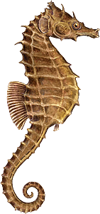 Seahorse Png File Transparent PNG Image