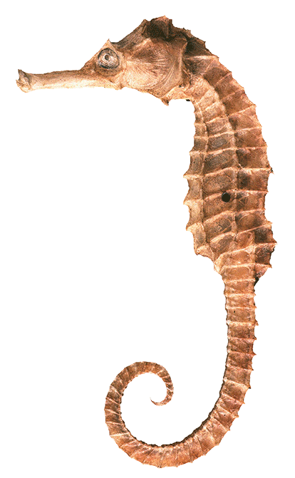 Seahorse Png Clipart Transparent PNG Image