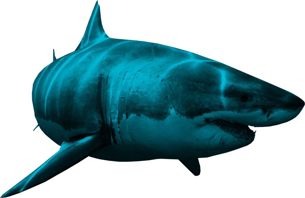 Shark Png Image Transparent PNG Image