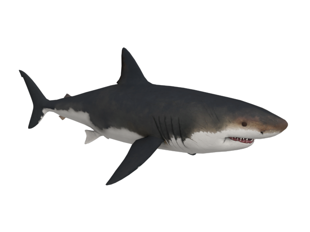 Megalodon Shark Aquatic Free PNG HQ Transparent PNG Image