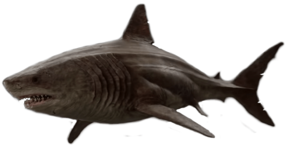 Megalodon Shark Aquatic Pic HQ Image Free Transparent PNG Image