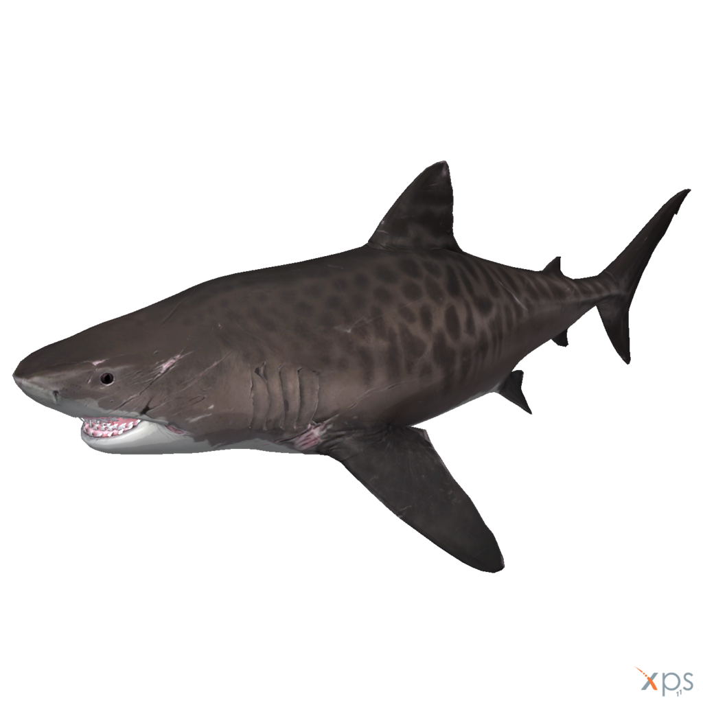 Megalodon Shark Aquatic PNG File HD Transparent PNG Image