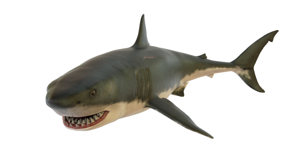 Megalodon Shark Aquatic Download HQ Transparent PNG Image