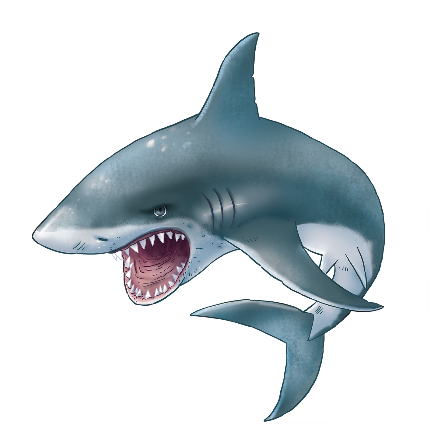 Shark Aquatic Nemo HQ Image Free Transparent PNG Image