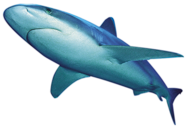 Pic Shark Aquatic Nemo Free Download PNG HD Transparent PNG Image