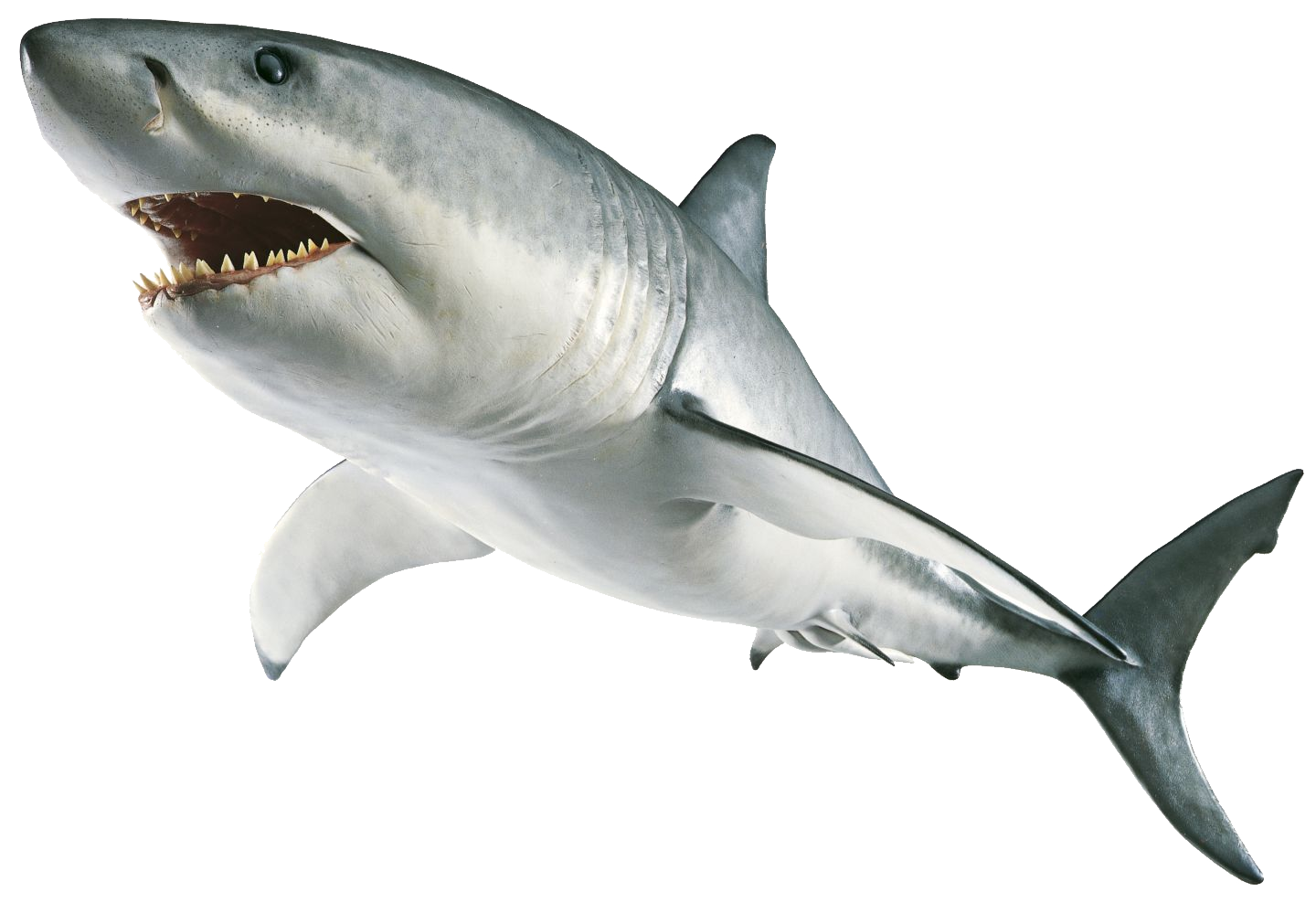 Shark Aquatic Nemo PNG File HD Transparent PNG Image