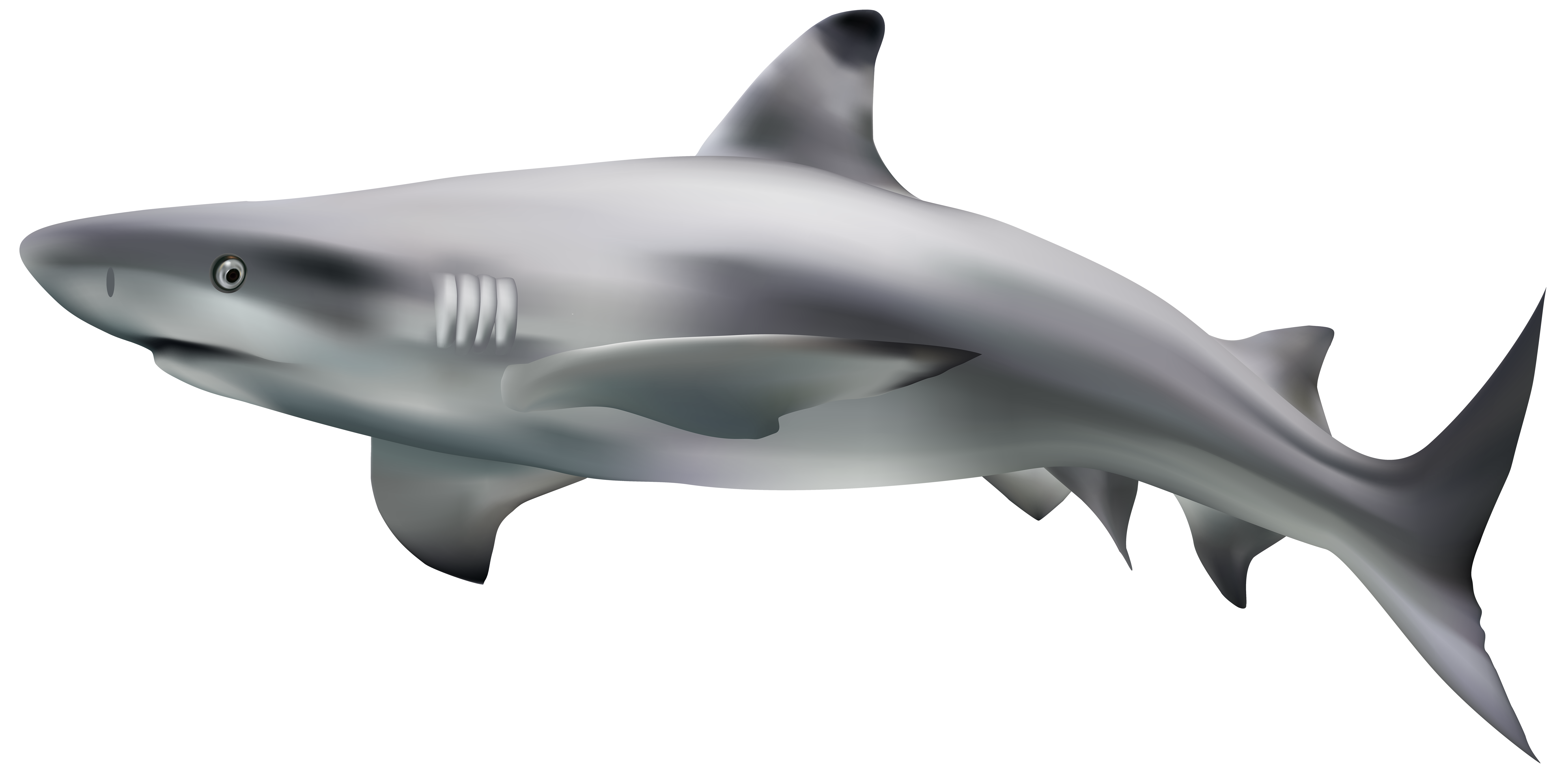 Big Shark Photos Megalodon Free Photo Transparent PNG Image