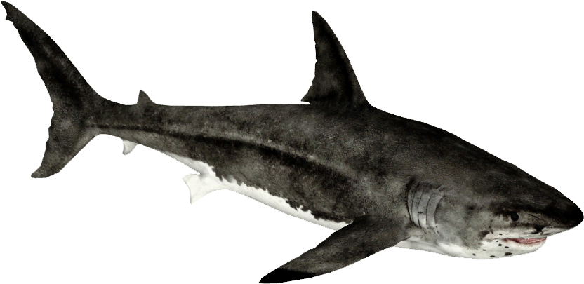 Big Shark Megalodon Free Clipart HD Transparent PNG Image