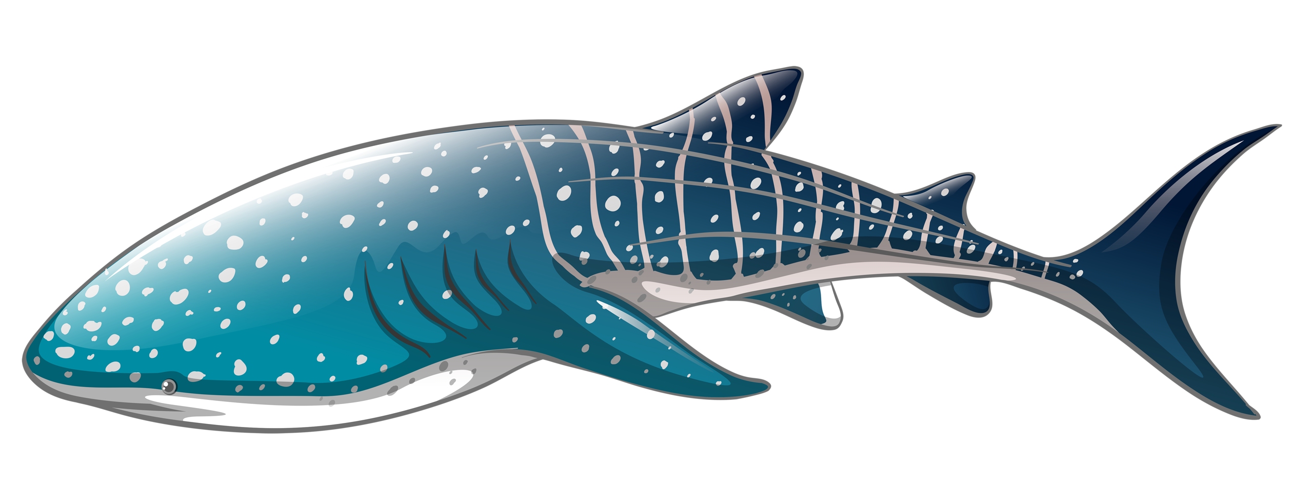 Blue Shark Nemo Download Free Image Transparent PNG Image