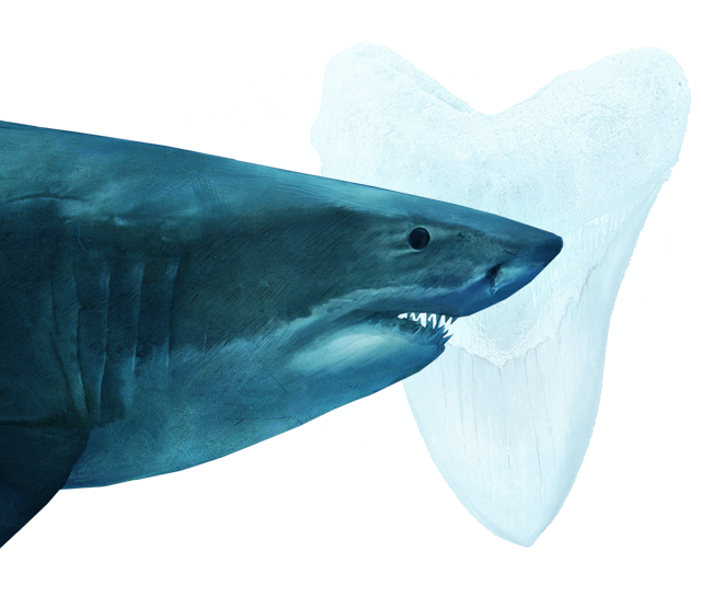 Megalodon Shark Face Free HQ Image Transparent PNG Image