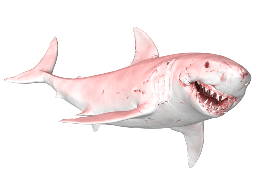 Megalodon Shark Face PNG File HD Transparent PNG Image