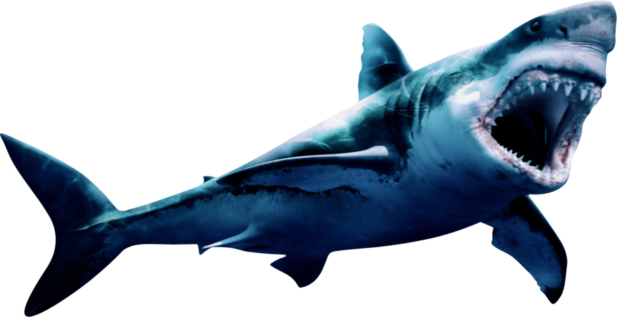 Megalodon Shark Face HQ Image Free Transparent PNG Image