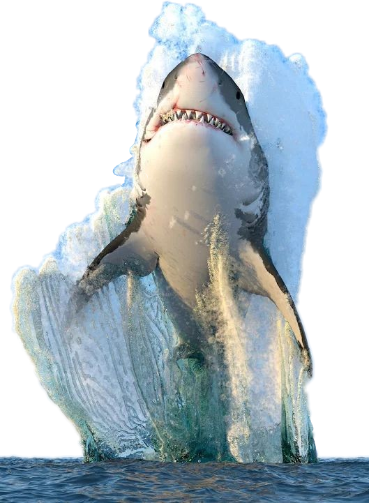 Megalodon Shark Photos Face Free PNG HQ Transparent PNG Image