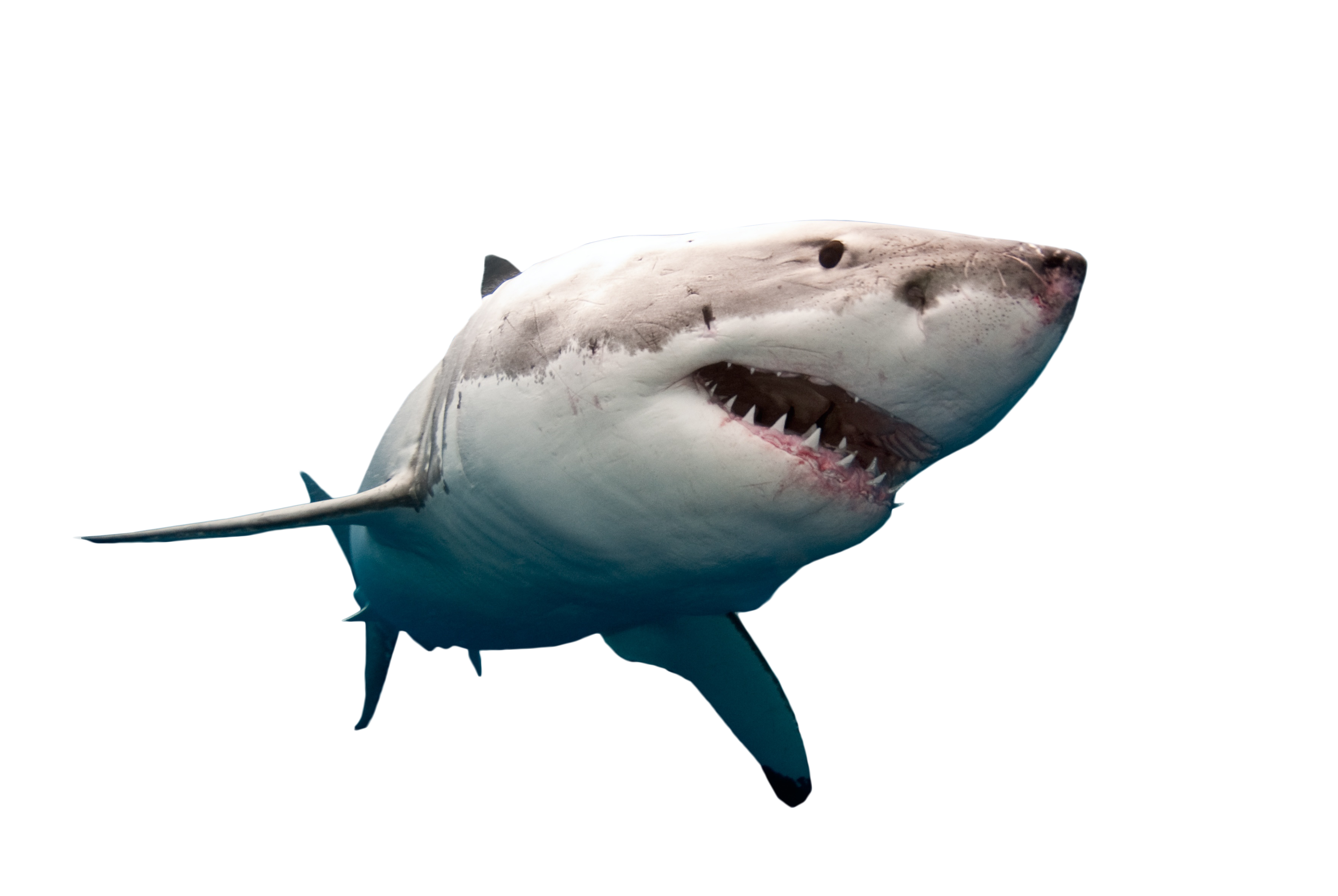 Megalodon Shark Pic Face Free PNG HQ Transparent PNG Image