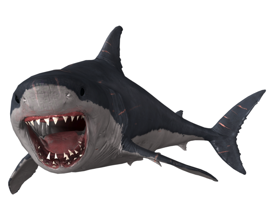 Megalodon Shark Face Free Transparent Image HQ Transparent PNG Image