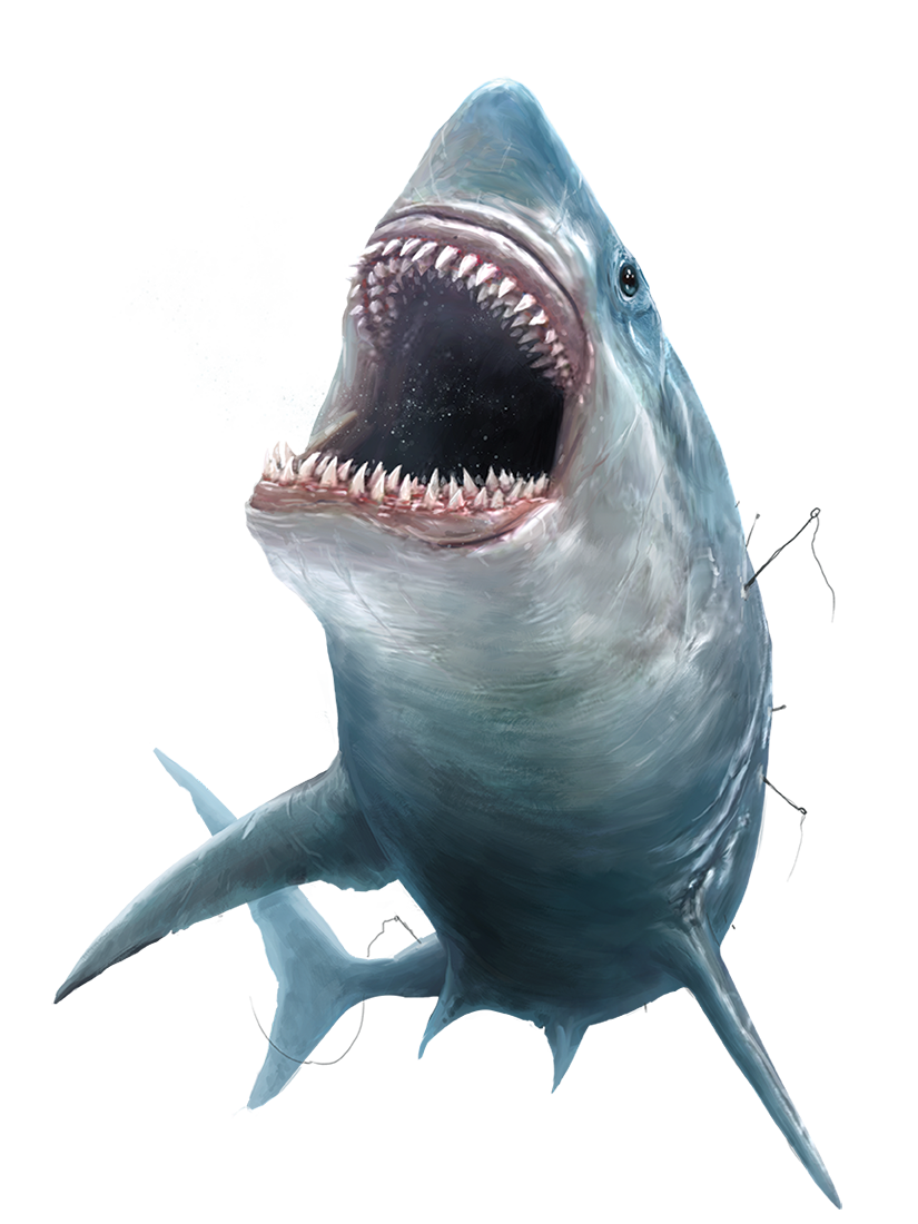 Megalodon Shark Face Free Download PNG HQ Transparent PNG Image